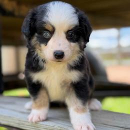 Finn - Black tri male Toy Australian Shepherd puppy in Daphne, Alabama from Darling Australians