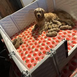 Golden Retriever Puppies from ERSA Acres Golden Retrievers...limited registration only offered