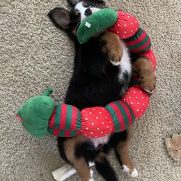 Bernese Mountain Dog Puppies from Willow Tree Berners