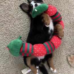 Bernese Mountain Dog Puppies from Willow Tree Berners