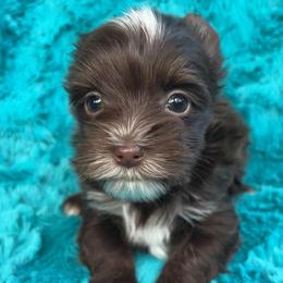 Dumpling (Orange) - Chocolate, tan and white female Yorkshire Terrier puppy in Parkersburg, West Virginia from Chocolate Diamonds in the RUFF