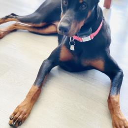 Doberman Pinscher Puppies from Jensen Dobermans