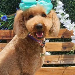 Hunni - Goldendoodle