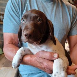 Beau - Liver and white male German Shorthaired Pointer puppy in Elberta, Alabama from Old Orchard Farm