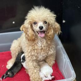Maggie - Poodle