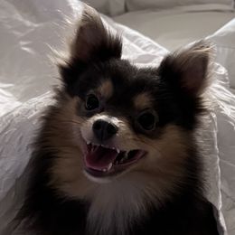Lily - Pomeranian