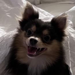 Lily - Pomeranian