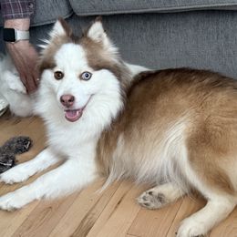 Amber - Pomsky