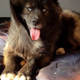 Gizzie - Siberian Husky