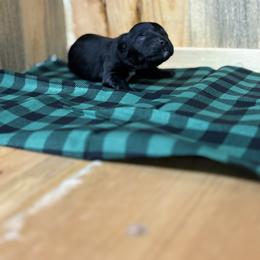 Baby boy 2 - Black and white male Portuguese Water Dog puppy in Chatfield, Minnesota from Next Generation