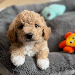 Jubilee - Apricot female Goldendoodle puppy in Wharton, Texas from Little Fur Friends