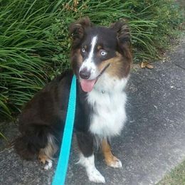 Pixie - Australian Shepherd