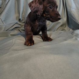 Dachshund Puppies from RR Kennels
