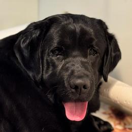 Nite - Labrador Retriever