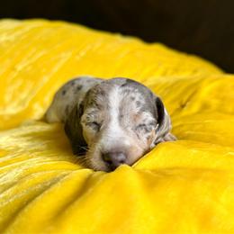 Firecracker - Gray (blue) and tan female Dachshund puppy in Austin, Texas from Duchess Daphne's Doxie Empire