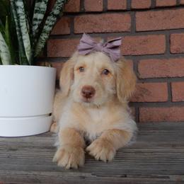 Daisy - Cream female Labradoodle puppy in Millersburg, Ohio from My Pals