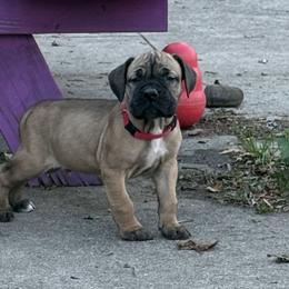 Boerboel Puppies from BoHo Boerboels