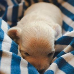 Colter - Cream male Maltipoo puppy in Rainbow City, Alabama from Southland Farm Kennels
