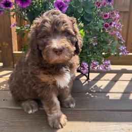 Celtic - Brown and white male Saint Berdoodle puppy in Chicago, Illinois from Gentle Giant Saint Berdoodles
