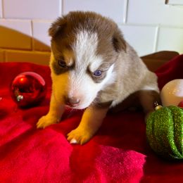 Siberian Husky Puppies from Hito's Huskies