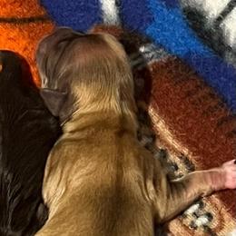 Green boy - Fawn male Havanese puppy in Arlington, Washington from Havanese With Love Breeding Co.