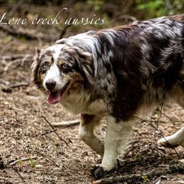 Oakley - Australian Shepherd