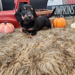 Cooper - Black and tan male Dachshund puppy in Smallett, Missouri from Doxie Holler