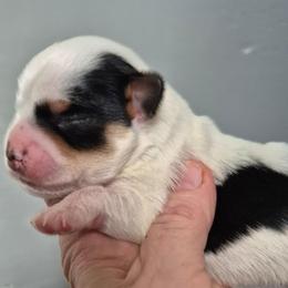 Captain - Parti male Yorkshire Terrier puppy in Yadkinville, North Carolina from Yadkinyorkies&Morkies