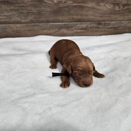 Oregano- Black - Red  male Goldendoodle puppy in South Jordan, Utah from Lucky Doodle Pups