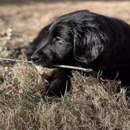 Golden Retriever Puppies from Firefly’s Retrievers