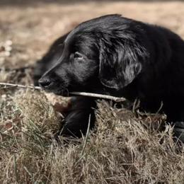Golden Retriever Puppies from Firefly’s Retrievers