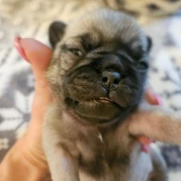 Blue collar boy - Fawn male Pug puppy in Canterbury, Connecticut from Pug Palace Kennel