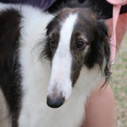 Borzois from Muse Borzoi