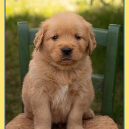Otis - Dark golden male Golden Retriever puppy in Driggs, Idaho from SK Golden Retrievers