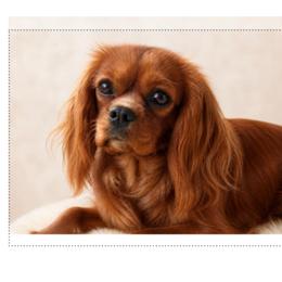 Cavalier King Charles Spaniel, Cavapoochon, and Goldendoodle All Grown Up from Timshell Farm Specialty Crossbreed Puppies