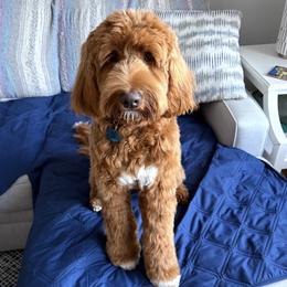 Aria - Goldendoodle