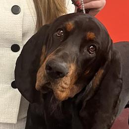 Black and Tan Coonhounds from Southreign Black and Tans