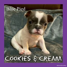 Cookies N Cream - White female French Bulldog puppy in Watkinsville, Georgia from Ronghi's Wiggle Butt Frenchies