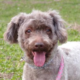 Poodle puppies from Scenic Hills Kennels