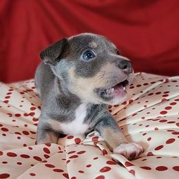 Olivia - Blue and white female Teddy Roosevelt Terrier puppy in Claremore, Oklahoma from Travelin' Man Terriers