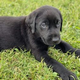 Labrador Retriever Puppies from Fatcity Labradors