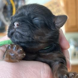 Green girl - Chocolate and tan female Shih Tzu puppy in Bloomfield, Indiana from Meihem Pups