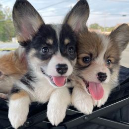 Liberty - Black and tan female Pembroke Welsh Corgi puppy in Hueytown, Alabama from AAA Corgis