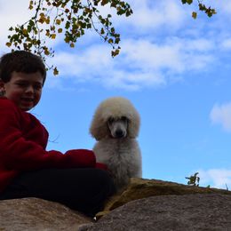 Poodle Puppies from D and D Standard Poodles