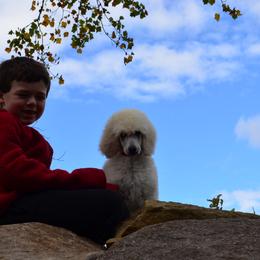 Poodle Puppies from D and D Standard Poodles