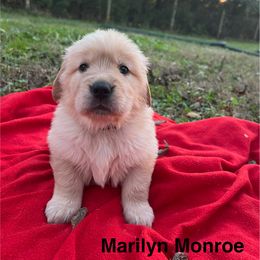 Marilyn Monroe - Light golden female Golden Retriever puppy in Meriden, Kansas from Sunkissed Retrievers