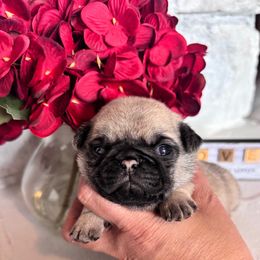 Black collar - Fawn male Pug puppy in Tucson, Arizona from Furever Friends