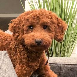 August - Goldendoodle