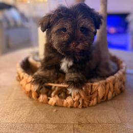 Leo - Liver male Miniature Schnauzer puppy in Orange City, Florida from Xaysha’s Miniature Schnauzers