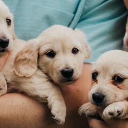 Dachshunds from Dainty Cream Doxies